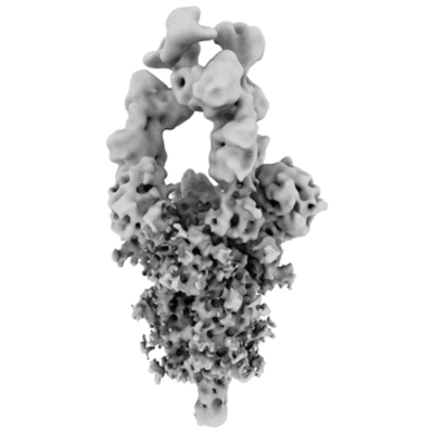 thumbnail of cryoEM structure EMD-0404