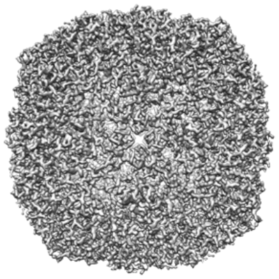 apoferritin