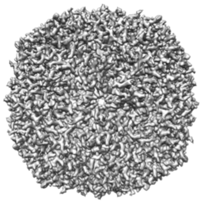 apoferritin