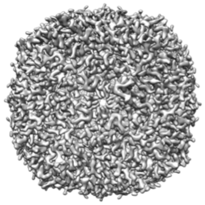 apoferritin