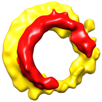 thumbnail of cryoEM structure EMD-2616