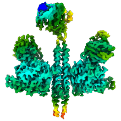 thumbnail of cryoEM structure EMD-26163