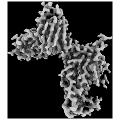 thumbnail of cryoEM structure EMD-28558