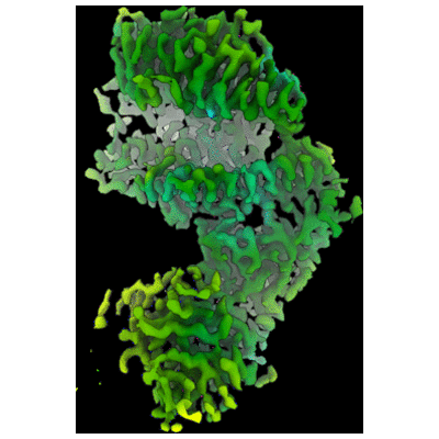 thumbnail of cryoEM structure EMD-29530