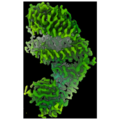 thumbnail of cryoEM structure EMD-29531