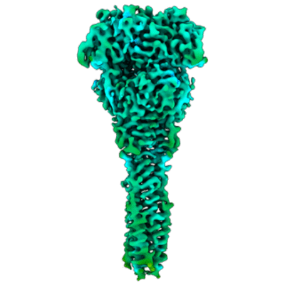 thumbnail of cryoEM structure EMD-41639