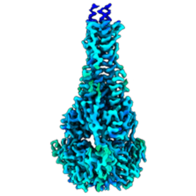 thumbnail of cryoEM structure EMD-41641