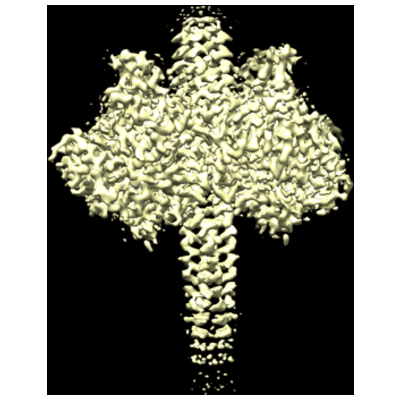thumbnail of cryoEM structure EMD-41643