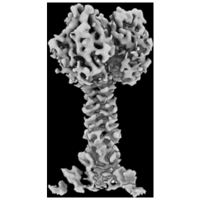 thumbnail of cryoEM structure EMD-42486